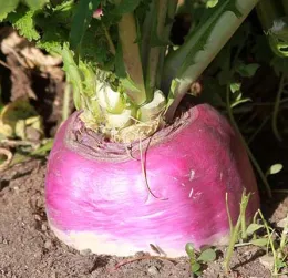 Rutabaga in soil Utah State