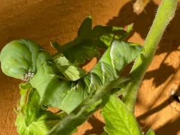 Tomato hornworm