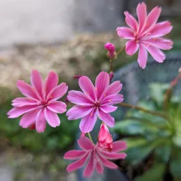 Lewisia 'Elise'. Photo by Cathrin Callas