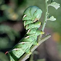 tomato hornworm