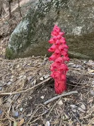 The flowering stalk of the snow plant. Eliza Van Zandt