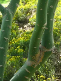 Photosynthesis occurs in both the leaves and bark of the blue palo verde. Elize Van Zandt