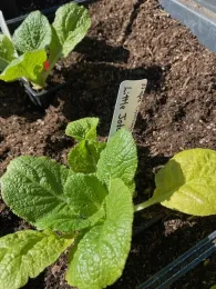 Harmony Village IMG 0888[1](1)