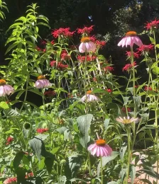 Lemon verbena, bee balm and echinacea make good companions. Joyce Hill