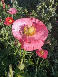 A pink flower in a green garden with small yellow and black striped flies flying around it.