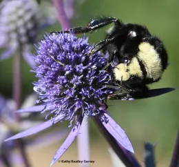 Yellow-faced bumble bee, Bombus vosnesenskii, on amethyst sea holly, Eryngium amethystinum. (Photo by Kathy Keatley Garvey)