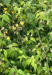 At the end of its bloom, and right after a rainstorm, Kerria Japonica is still an attractive shrub. J.C. Lawrence