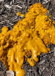 Smooth and bumpy looking gooey yellow substance that almost looks like candle wax.