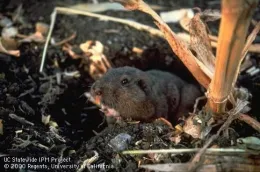 A brown rodent sticking its upper body out of a hole in the ground.