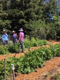 Vegetable rows. Photo by Lisa Putnam.