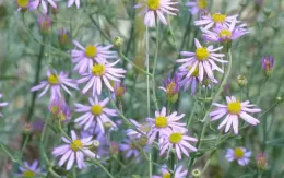 Plants with many small flowers, like asters, are attractive to beneficials. Las Pilitas