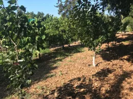 ARC orchard 2