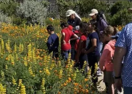 A group of children and adults observe bright yellow and orange flowers in a garden on a sunny day.