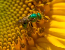 Close-up of an ultra-green sweat bee on a vibrant yellow sunflower, showcasing its iridescent body and intricate details against a blurred background.