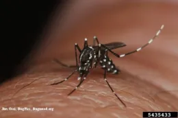 Black and white striped mosquito on human skin