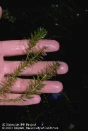 A hand holding a dark green aquatic plant.