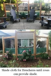 Feature 2 - Phibbs Pic 3