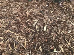 Feature 2 - Phibbs Pic 4