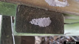 Spotted lanternfly egg mass.