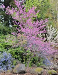 Redbud in the landscape. Jeanette Alosi