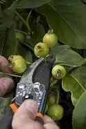 Fruit thinning pruners