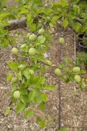 After thinning apricots