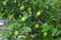 cherry plum after thinning