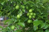 cherry plum before thinning