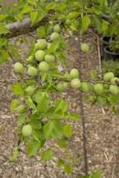 Before thinning apricots
