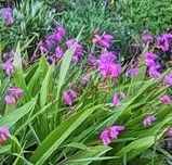 photo by Michelle Krespi