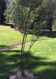 Elderberry five year old. Kim Schwind