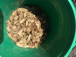 Figure 1. Pheromone bucket trap showing armyworm moths.