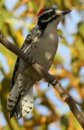 White and black spotted bird with red breast in a tree.