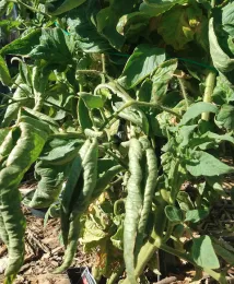 Curled leaves on a tomato plant. Photo by Belinda Messenger-Sikes, UC IPM.