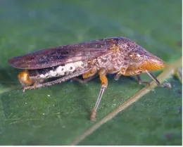 A long, speckled brown insect with a pointed head on a green leaf.