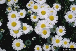White flowers with narrow, long petals and yellow centers.