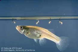 The mosquito fish, Gambusia affinis, and four mosquito larvae with breathing siphons.