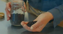 Figure 4. Freeze dried elderberries may possess superior qualities compared to elderberries dried using other techniques. Ethan Ireland.