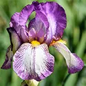 bearded iris