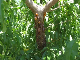 Close-up of a peach tree trunk affected by extreme gummosis, featuring dark, amber-colored resin blobs against the textured bark, surrounded by green leaves.