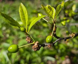 A close-up of a plum tree branch showing unripe green plums and dark galls, indicating pest infestation, surrounded by lush green leaves.