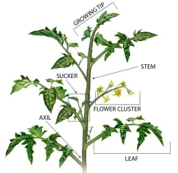 Illustration of a tomato plant with parts labeled, including growing tip, stem, sucker, axil, flower cluster, and leaf.