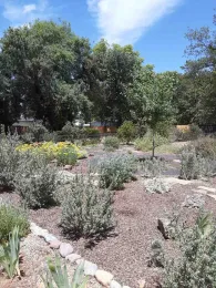 Learn how to replace thirsty lawns with drought resistant plants at the Master Gardeners' workshop on Sept. 26. Laura Lukes
