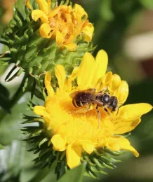 Leafcutter bees are one of the native bee species to be discussed in the native bee workshop on Nov. 18. Michelle Graydon