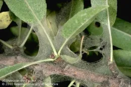 Tree leaf covered in webbing and mites.