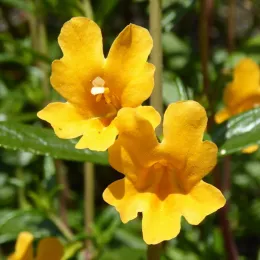 Two bright yellow bell-shaped flowers with smooth petals, surrounded by green foliage.