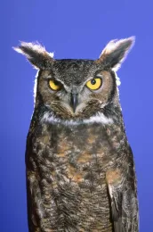 Great Horned Owl. Jack Kelly Clark, UC IPM