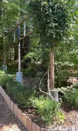 SW corner of arbor; evergreen clematis vine shades azaleas and rhododendrons below. Alton Wright