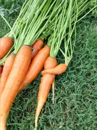 Row of harvested carrots laying on a lawn.