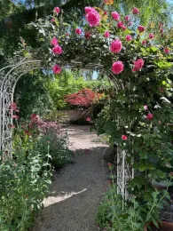 pink roses over arbor 2025 SGT